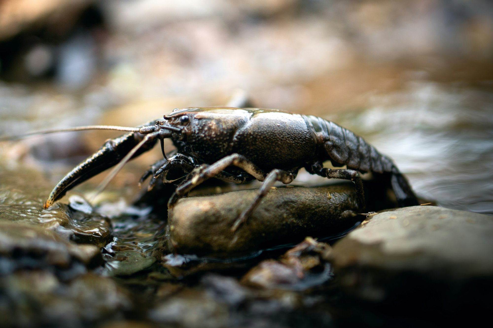 Applied Genomics, eDNA, biodiversity, detect invasive species, image of white clawed crayfish