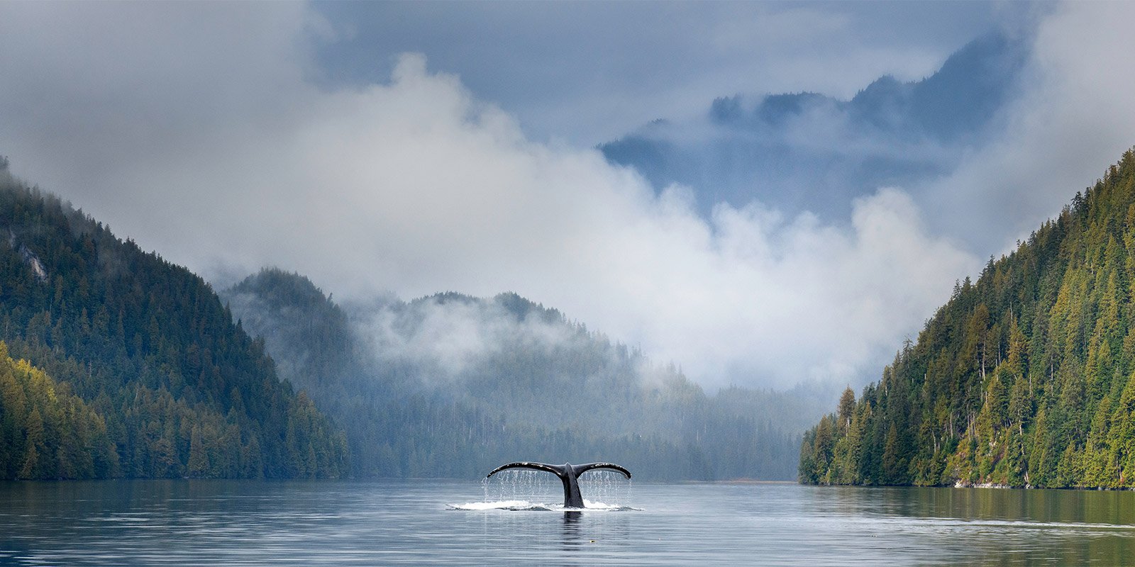 Applied Genomics, eDNA, biodiversity, image of a whale