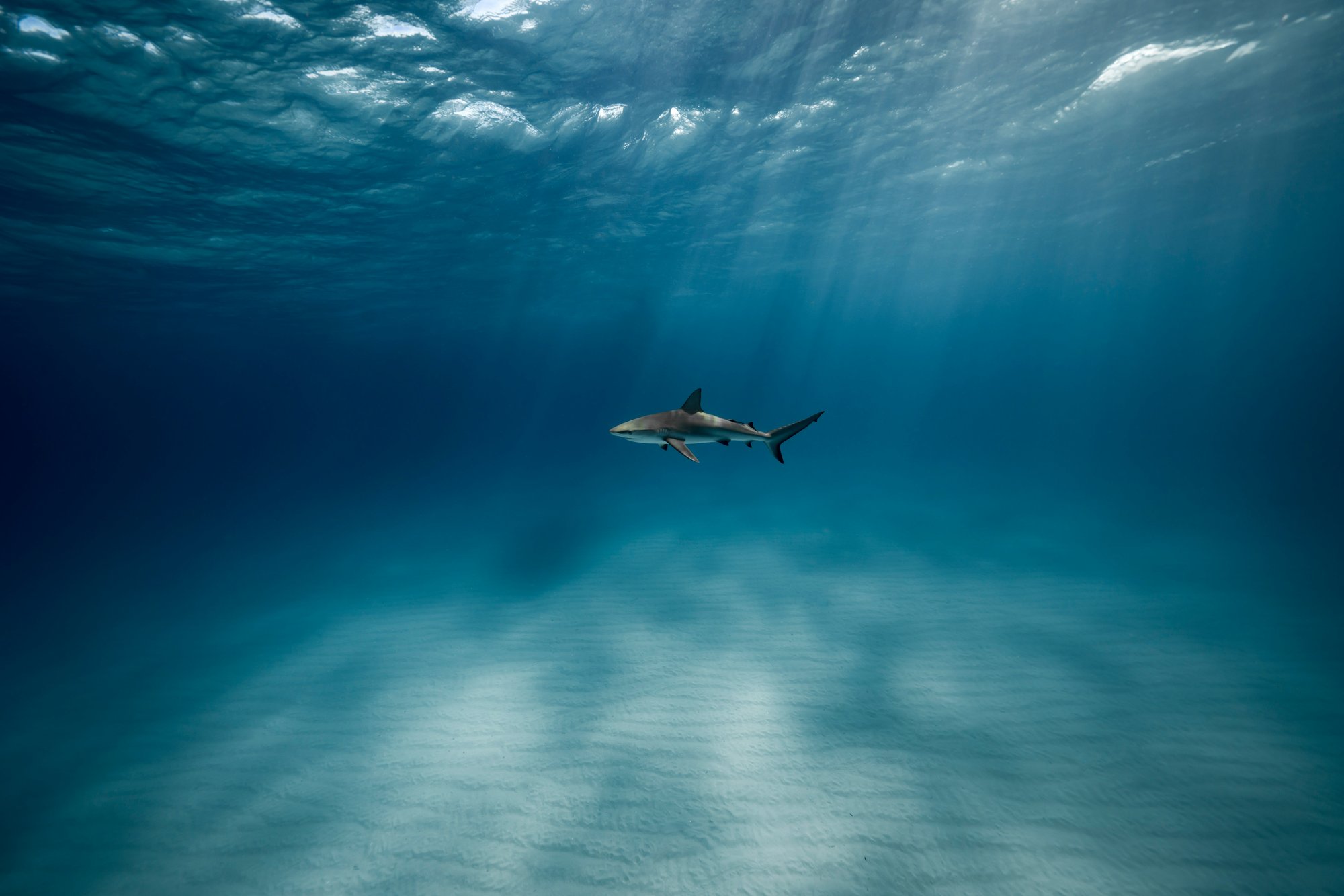 Applied Genomics, eDNA, biodiversity, image of a shark underwater
