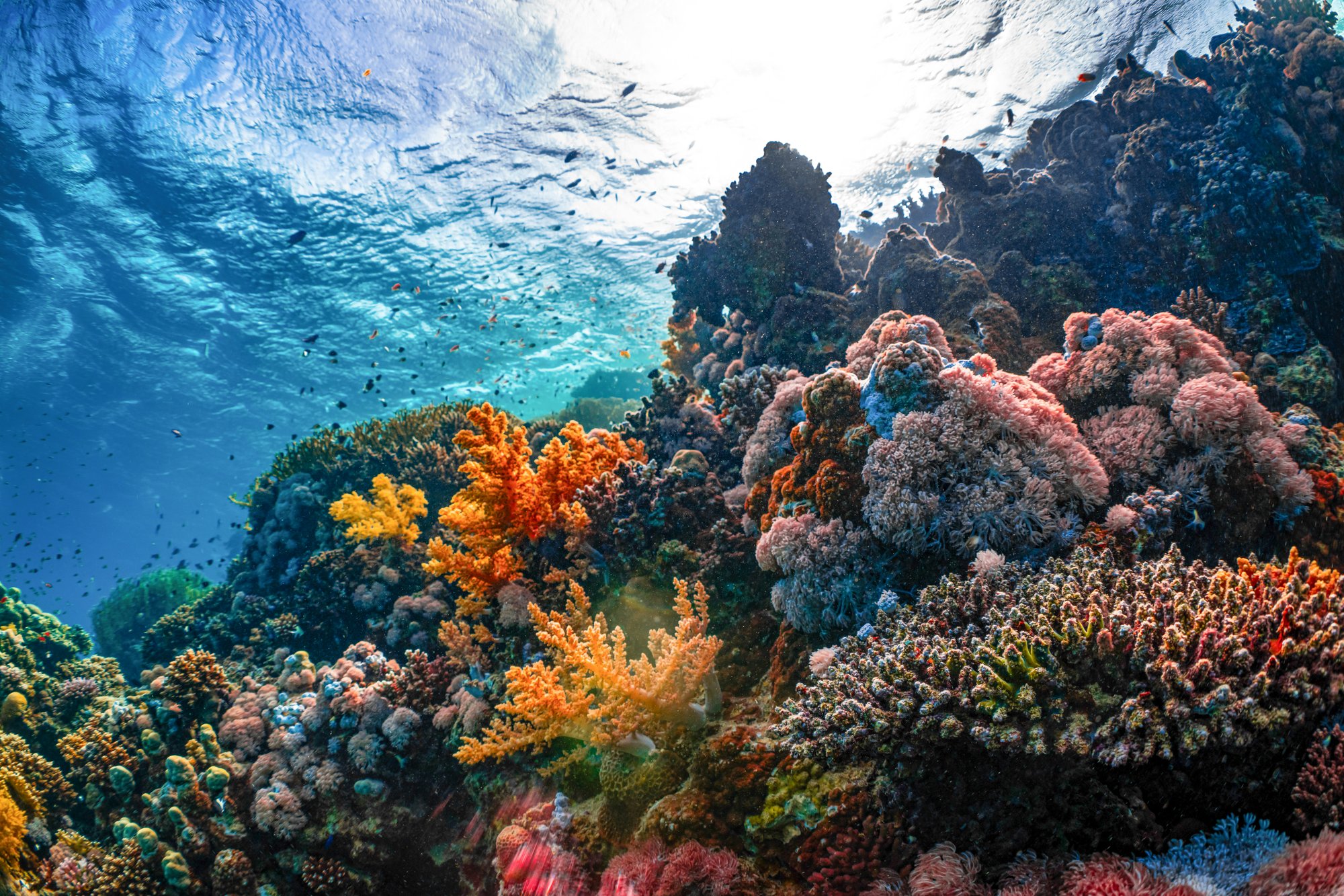 Applied Genomics, eDNA, biodiversity, Image of a coral reef