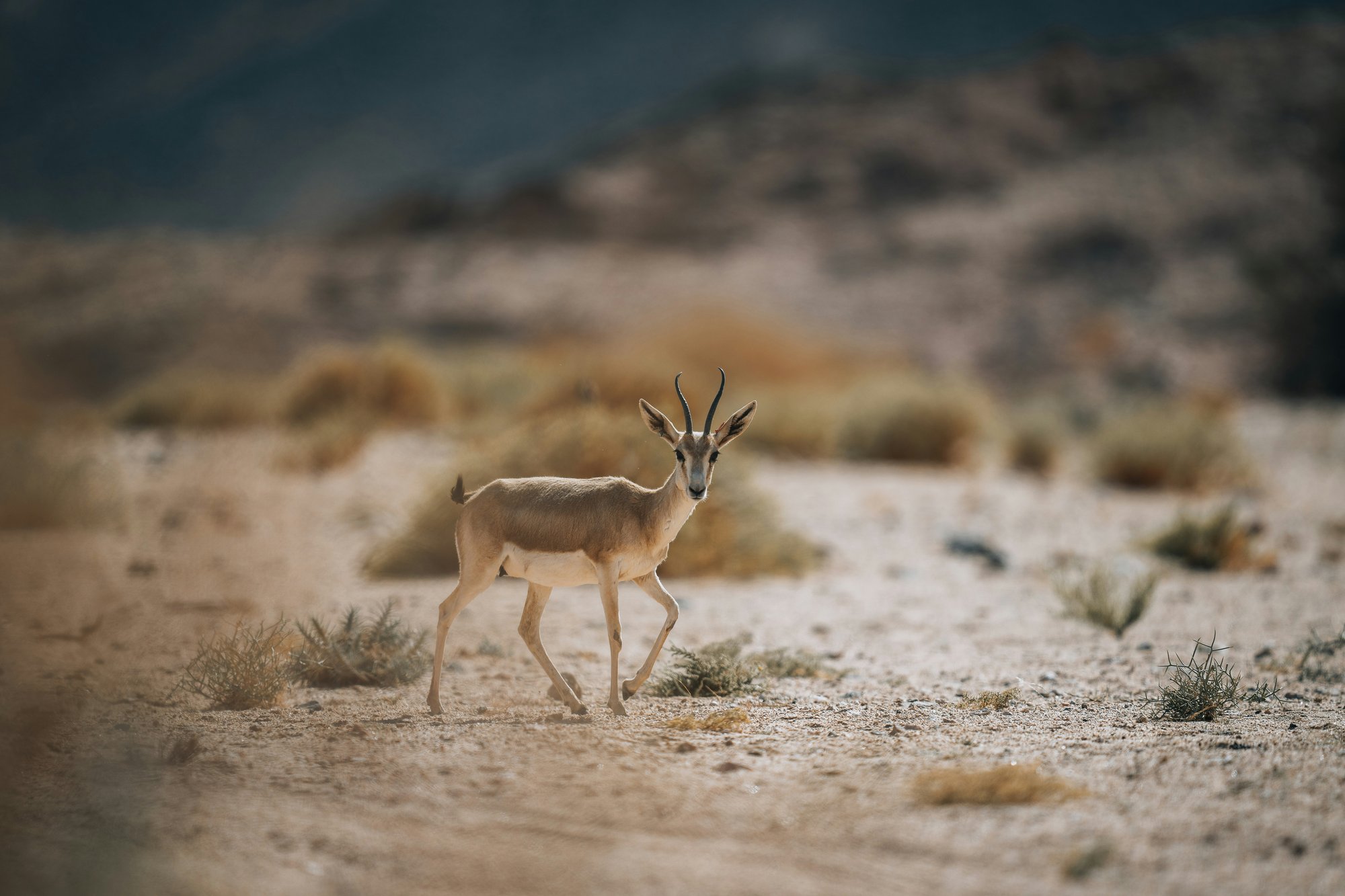 Applied Genomics, eDNA, biodiversity, Image of an ibex in a desert