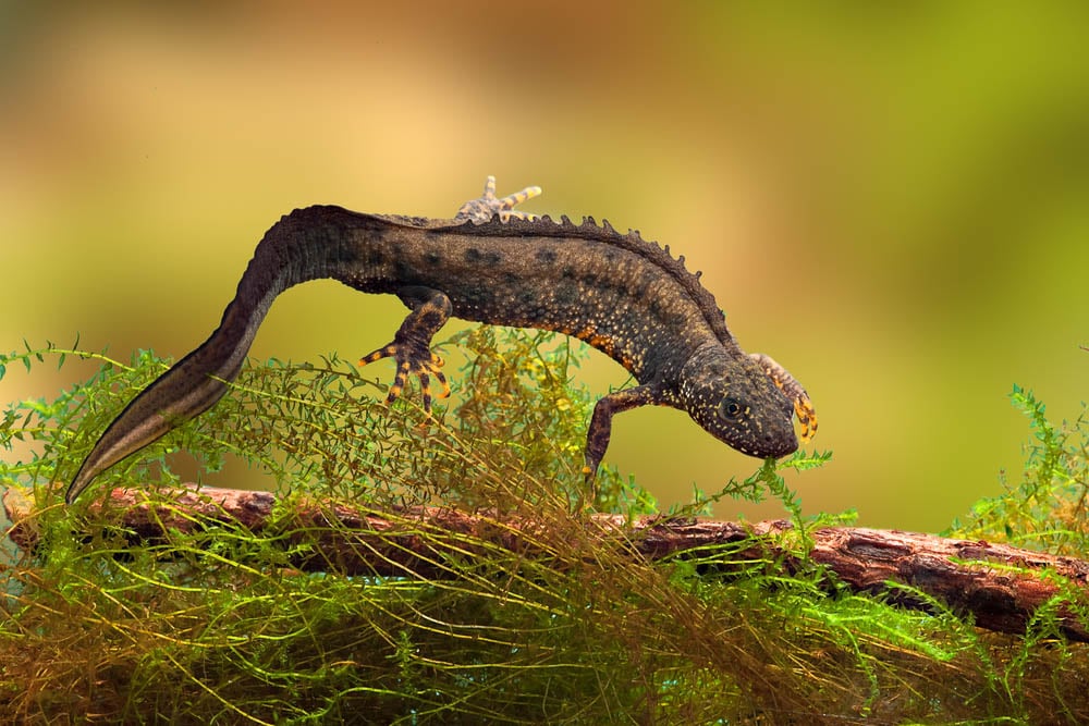 Applied Genomics, eDNA, biodiversity, detect threatened species, image of a newt