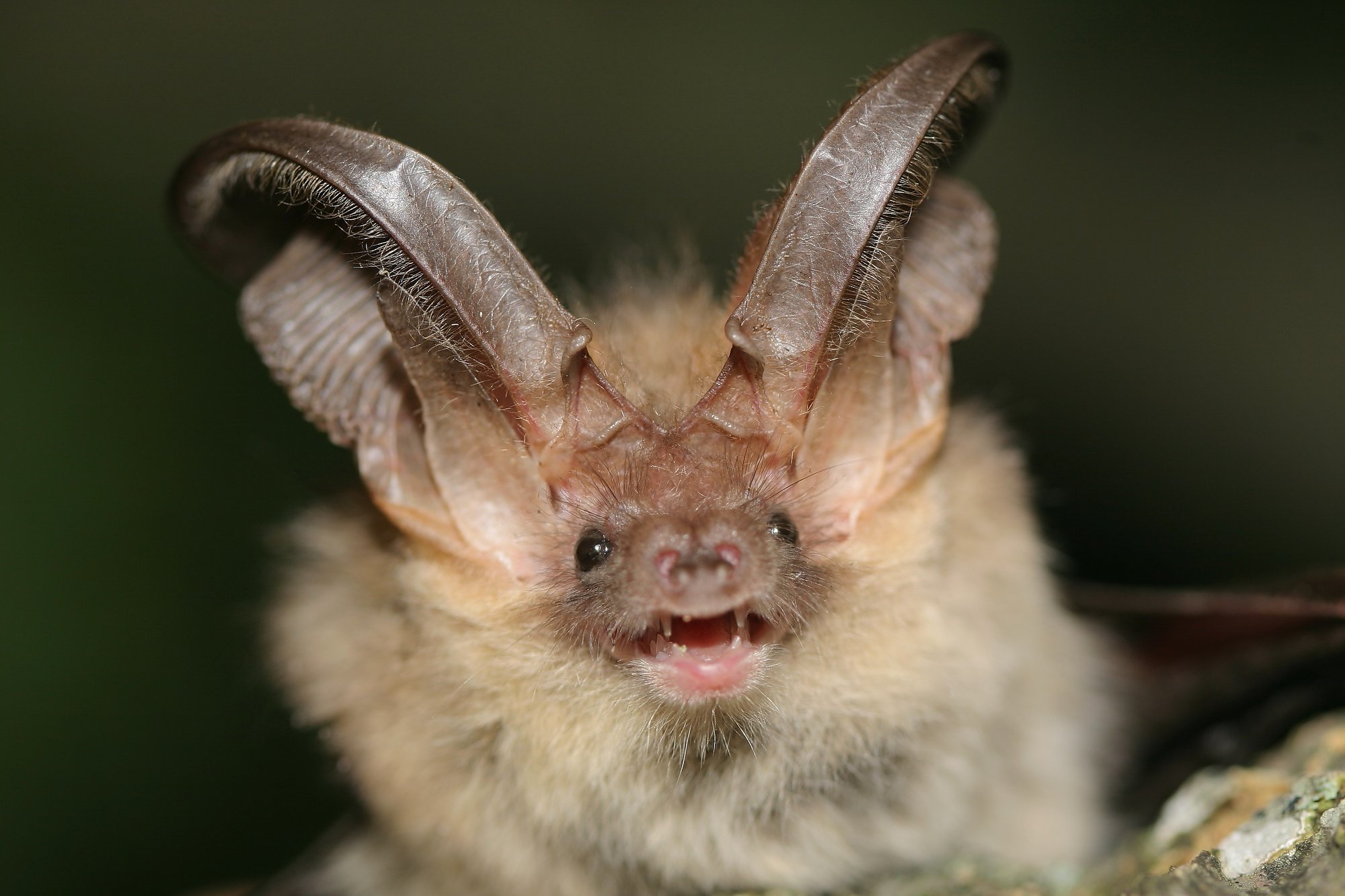 Applied Genomics, eDNA, biodiversity, detect species from faeces, image of a bat