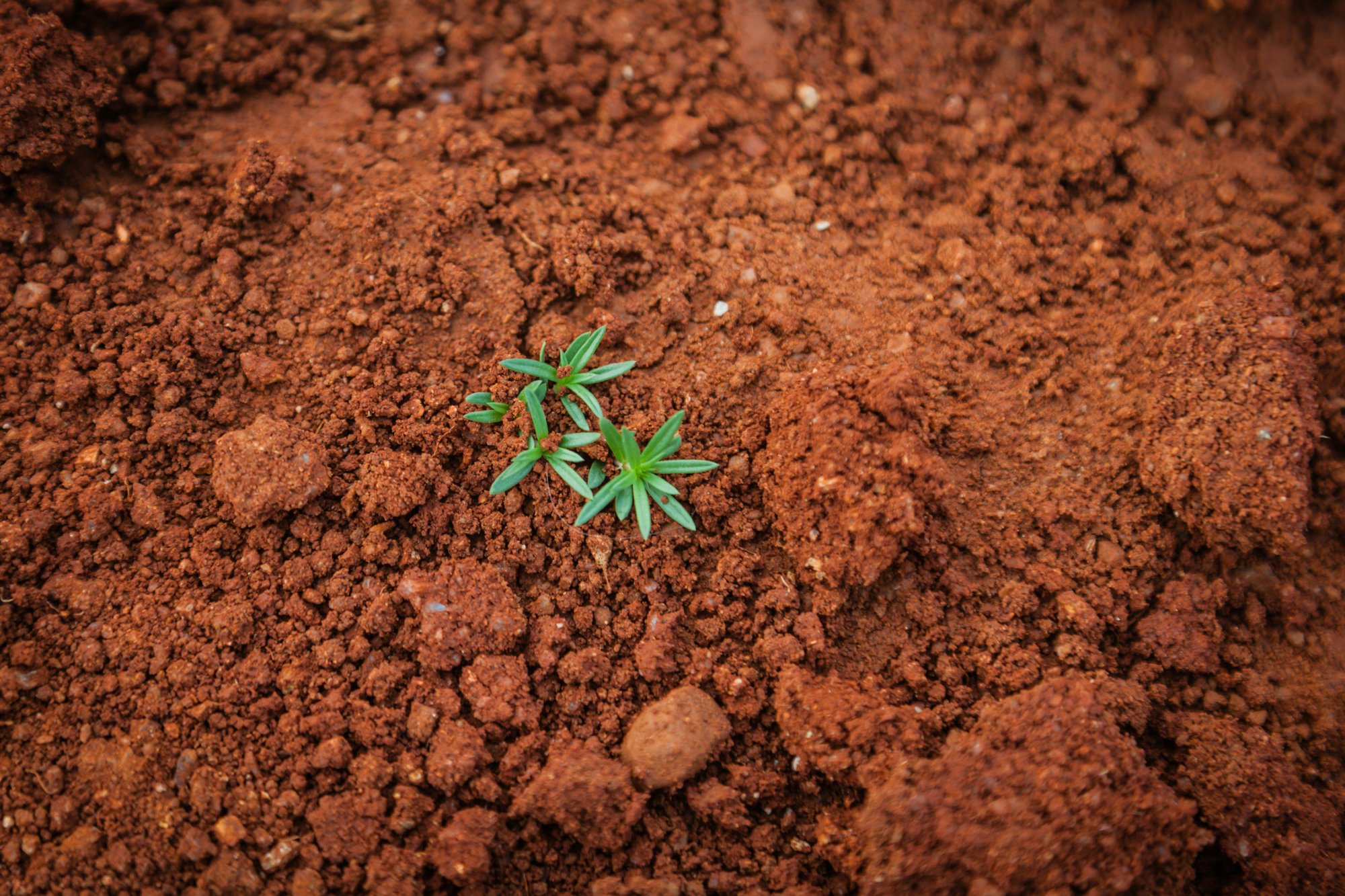 Image of soil