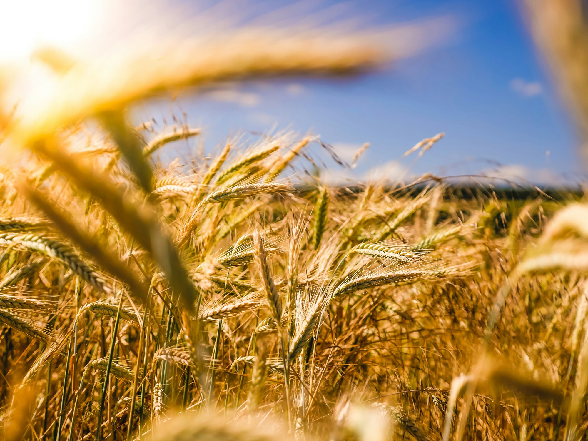 Applied Genomics, eDNA, biodiversity, soil health analyses, image of wheat field