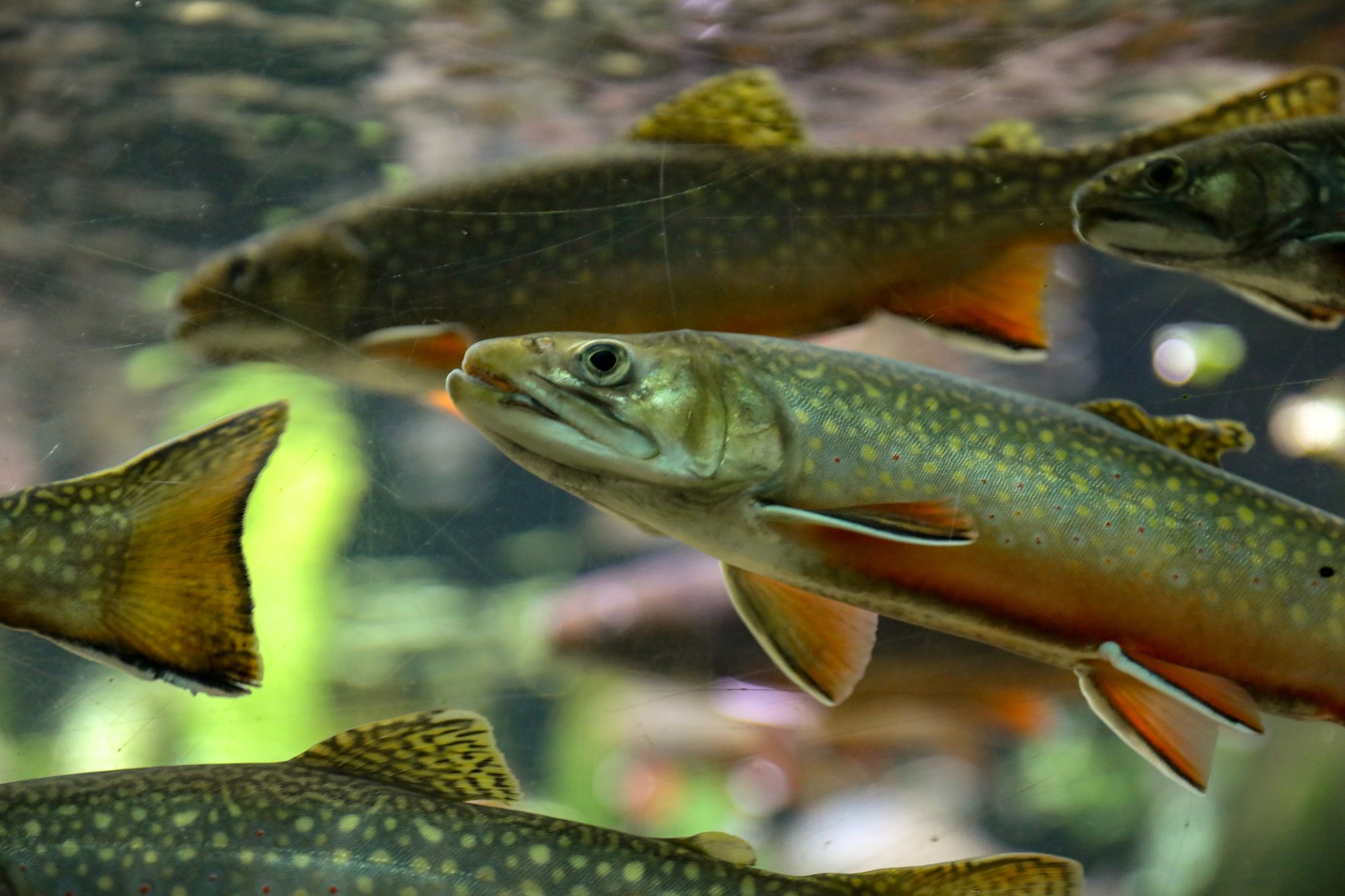 Applied Genomics, eDNA, biodiversity, Close-up image of salmon fish