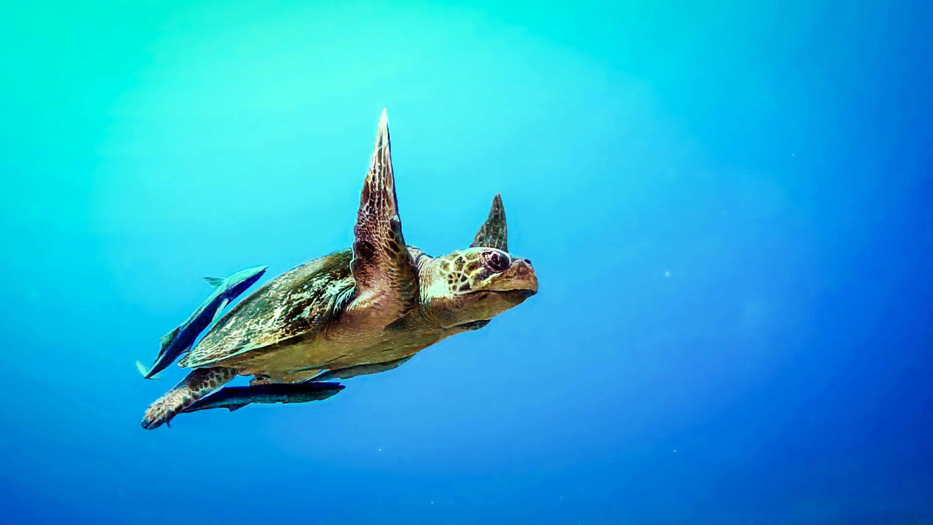 Green_sea_turtle