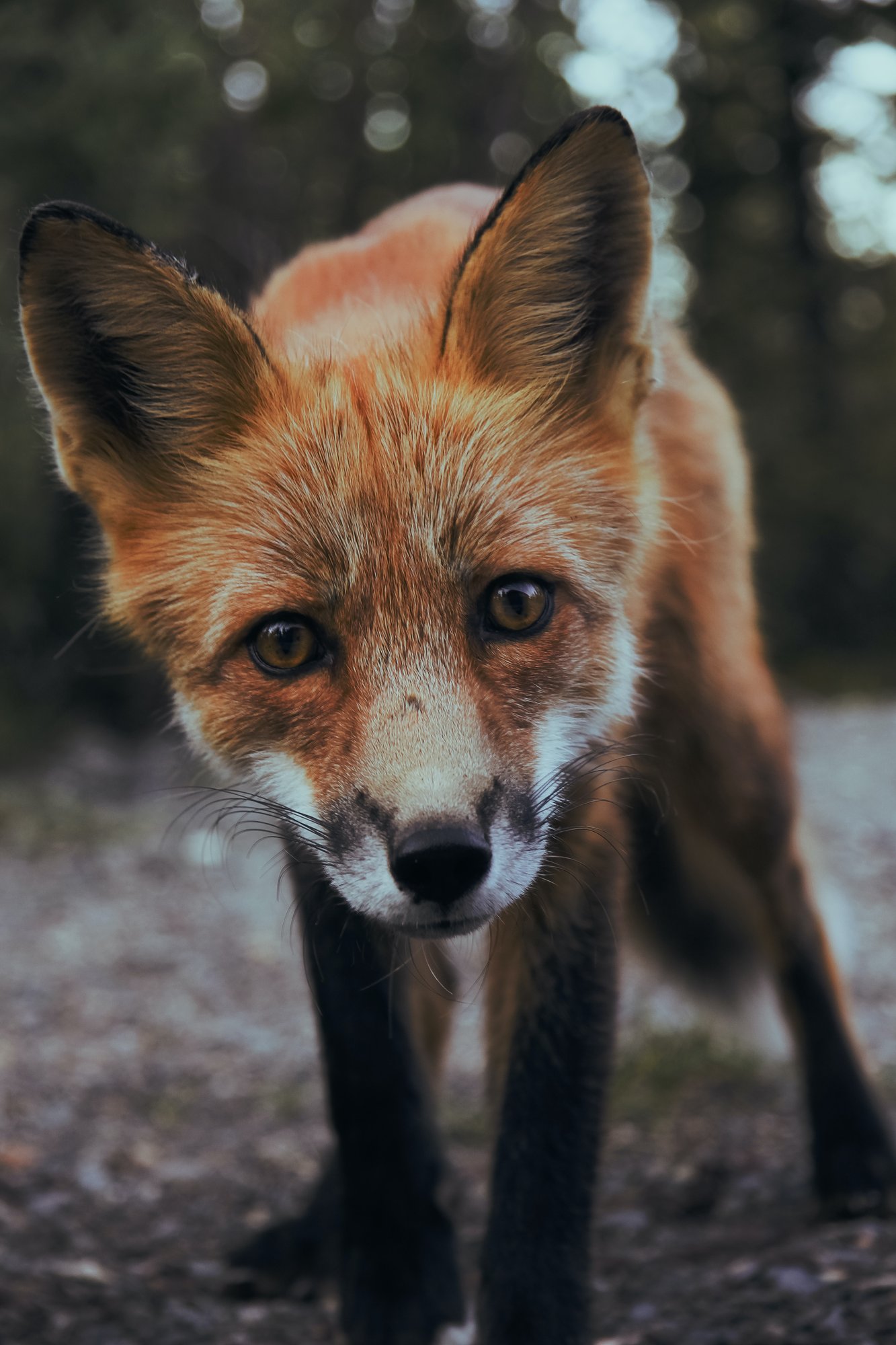 Applied Genomics, eDNA, biodiversity, Close-up image of a fox
